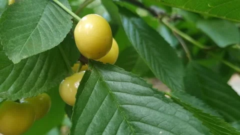 Yellow Cherry Close-Up Outdoors Stock Footage 280598692