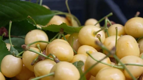 Yellow Cherry Stock Footage 288115614