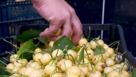 Yellow Cherry Harvest time Filling the Basket Stock Footage 288115622