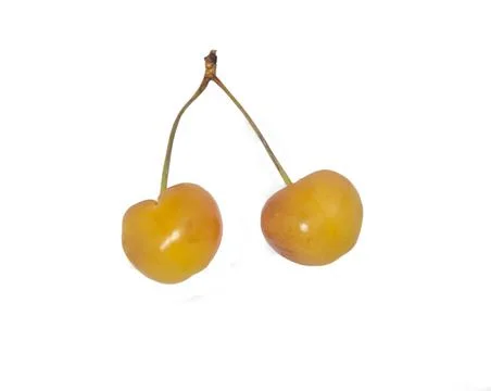 Yellow cherry. Ingredient for jam. Stem berry isolate. Several berries are on Stock Photos