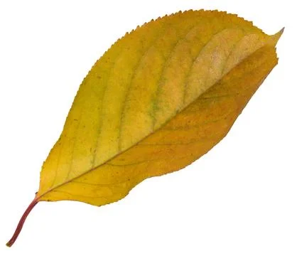 Yellow cherry leaf on isolated background, close up Stock Illustration