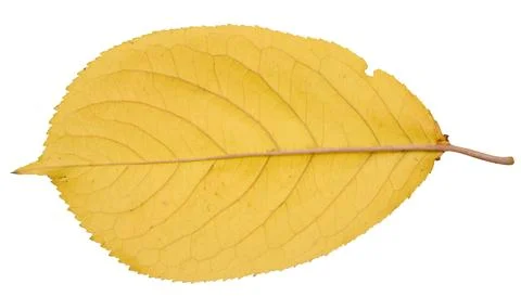 Yellow cherry leaf on isolated background, close up Foto stock