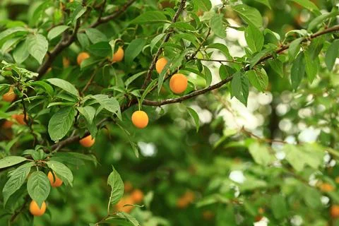 Yellow cherry plum on the tree. Soft selective focus Stock Photos