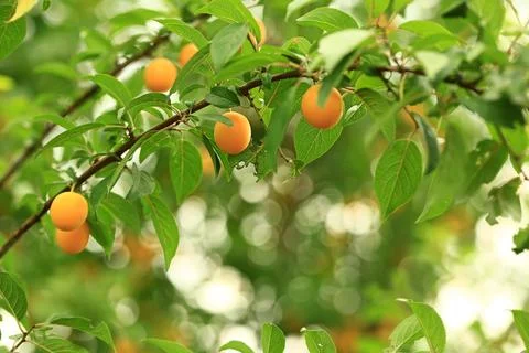Yellow cherry plum on the tree. Soft selective focus Stock Photos