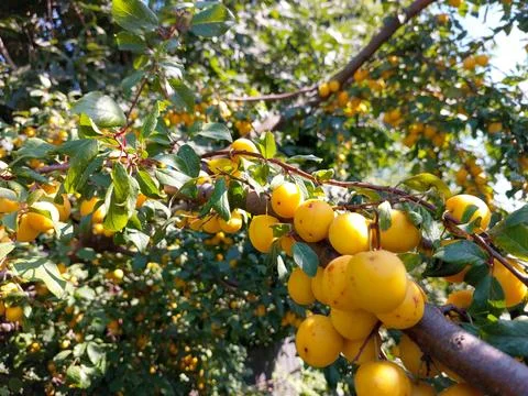 Yellow Cherry Plums Hanging on Branches Under Bright Sunlight in a Suburban.. Stock Photos