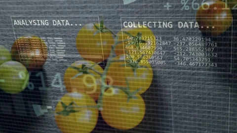 Yellow cherry tomato cluster undergoing food scan, HUD fading, collecting data, Stock Footage 333221042
