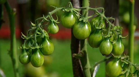 Yellow cherry tomatoes are still green Stock Footage 41086359