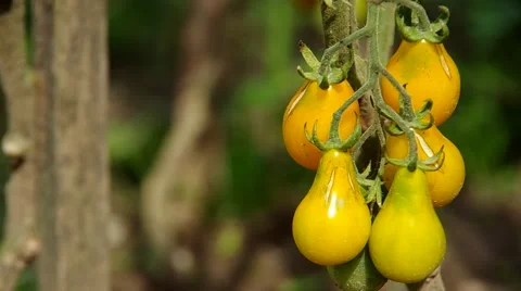 Yellow cherry tomatoes Stock-Footage 41086461