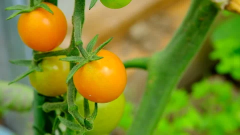 Yellow cherry tomatoes Stock Footage 246495963