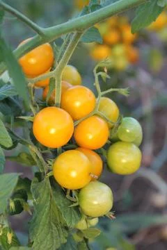 Yellow Cherry Tomatoes Stock Photos