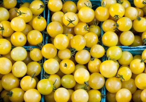 Yellow cherry tomatoes in pint boxes 写真素材