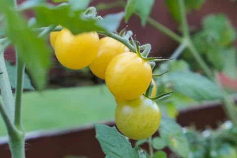 Yellow cherry tomatoes on tomato plant Stock Photos