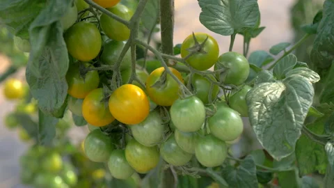 Yellow cherry tomatos with plant - Stock Footage 197403448