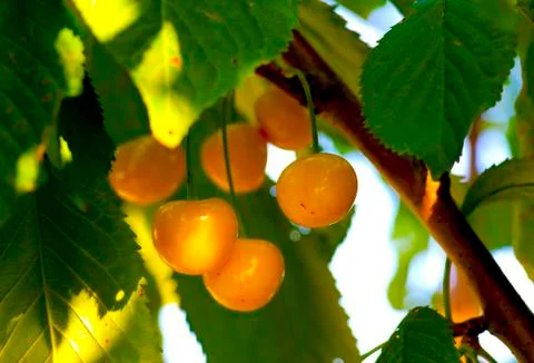 Yellow cherry on a tree Stock Photos