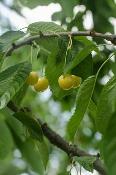Yellow cherry in tree Stock Photos