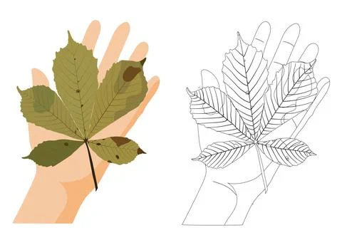 Yellow chestnut leaf on the palm. Children's coloring. Vector stock illustrat Stock Illustration