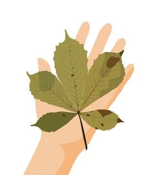 Yellow chestnut leaf on the palm. Vector stock illustration isolated on white Stock Illustration