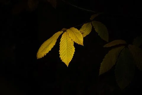 Yellow chestnut leaf in the sunlight  during autumn Stock Photos