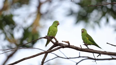 Yellow chevroned Parakeet Stock Footage 247923733