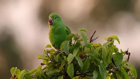 Yellow chevroned Parakeet Vídeos de archivo 247923860