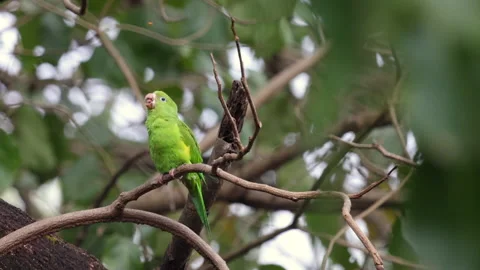 Yellow-chevroned Parakeet in a tree. (4K 7sec no audio) Stock Footage 221097933