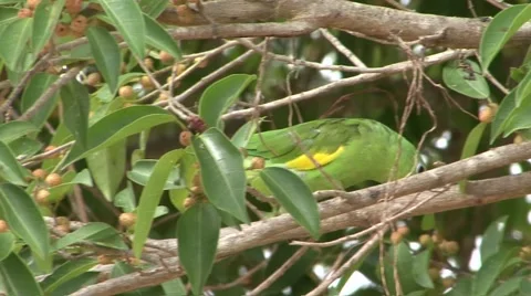 Yellow-chevroned Parakeet walk in tree and pick up seed with foot and eat Stock Footage 53750891