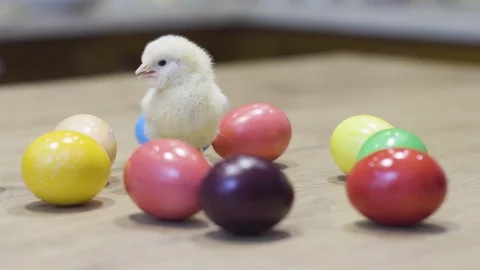 Yellow chick and easter eggs on wooden table. Newborn chicken. Little bird Stock Footage 127638156