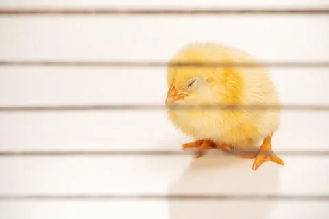 Yellow chick behind bars Stock Photos