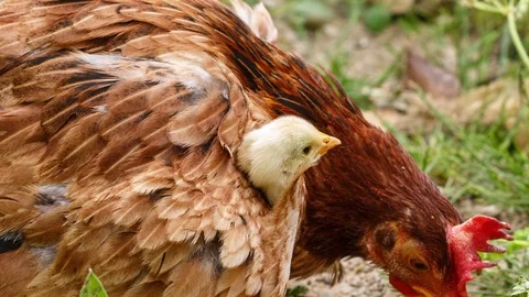 Yellow chick comes out from under the wing of hen. Stock Footage 90579429