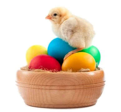 Yellow chick with easter eggs. isolated Stock Photos
