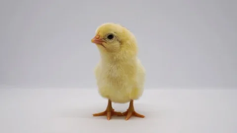Yellow chick 库存影片 127870386