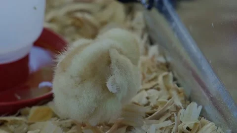 Yellow chick Video stock 197885364