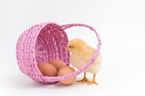 Yellow chick looks into an Easter basket with brown eggs Stock Photos