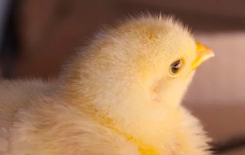 Yellow chick Stock Photos