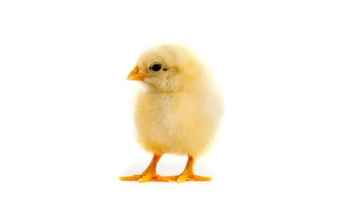 The yellow chick on a white background Stock Photos