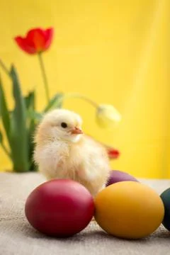 Yellow chicken and Easter eggs Stock Photos