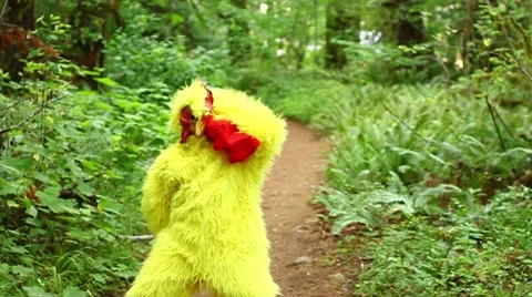 Yellow chicken dancing on a pathway in the woods Stock Footage 53301260