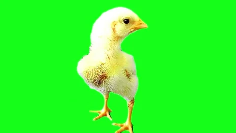 Yellow chicken on green background Stock Footage 318693265