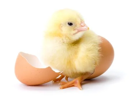 Yellow chicken hatching from egg Foto stock
