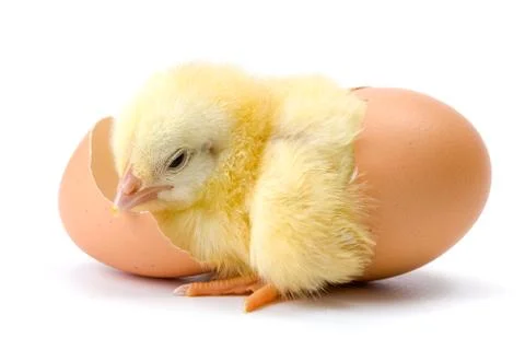 Yellow chicken hatching from egg Stock-Fotos