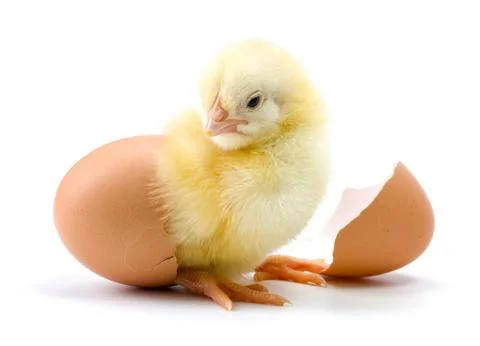 Yellow chicken hatching from egg Stock Photos