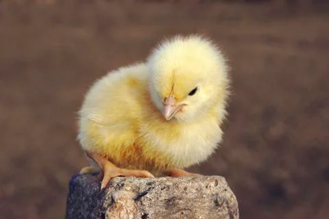 Yellow chicken 스톡 사진
