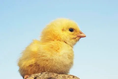 Yellow chicken 스톡 사진