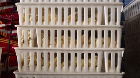 Yellow chickens in box Stock Footage 54069033
