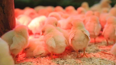 Yellow chickens crawling under lamp Video stock 91397386