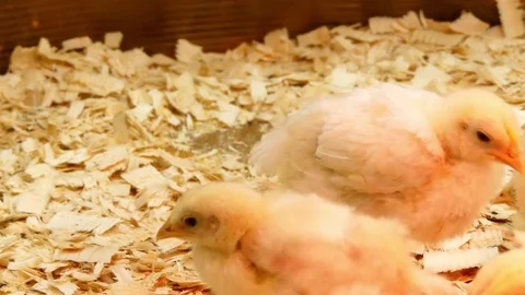 Yellow chickens on farm under artificial light Stock Footage 70574390