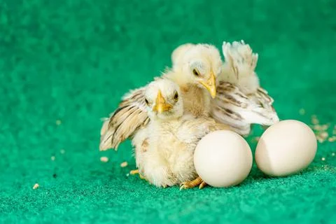 The yellow chicks and egg 스톡 사진