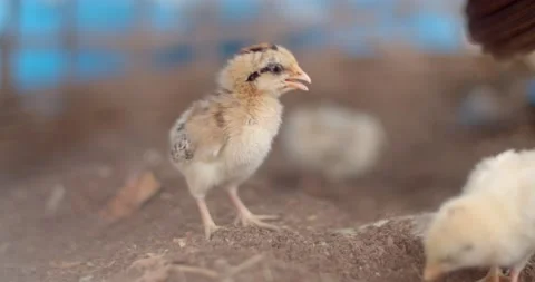 Yellow chicks are with their flock and hens.	 Stock Footage 223380640