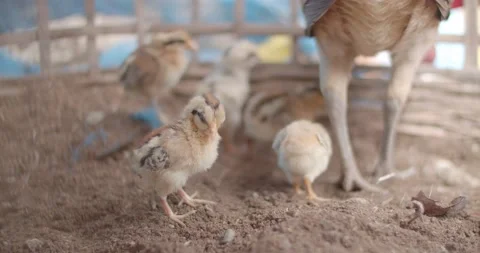 Yellow chicks are with their flock and hens.	 Stock Footage 223380657