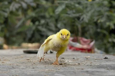 Yellow chicks colored with dye which are then sold at animal markets. 库存照片